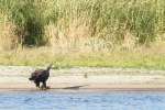 10 Seeadler 2