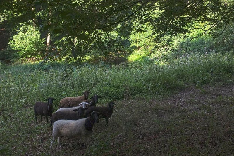 Schafe auf den Etzwiesen 1