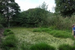 Froschtümpel am Beerbach 4