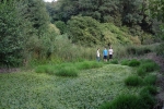 Froschtümpel am Beerbach 5