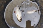 Wassersteinbruch-Abfischen-Fische-10x12s