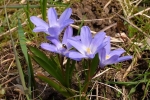 Blaue-Blüte-Etzwiesen-3-10x10s