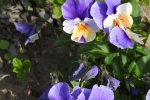 Wühlmausgarten Blüten 1
