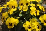 Wühlmausgarten Blüten 2