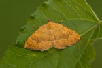07 Den Ockergelbe Blattspanner (Camptogramma bilineata) gibt es zwar auch hier häufig, aber schön ist er trotzdem.