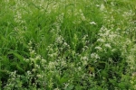 NABU-Kirschgarten 4 10x16s