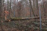 Baumräumung-Piratenhütte-01-10x15s