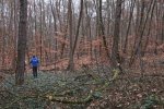 Baumräumung-Piratenhütte-02-10x16s