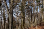 Schaftrieb 7