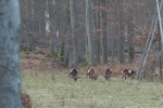Muffelwild 1