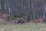 Muffelwild 2