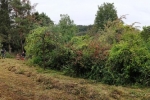 Pflegeeinsatz NABU-Wiese 05