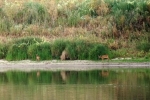 09 Bootshaus Aken am Abend - Rehe 1