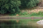 09 Bootshaus Aken am Abend - Rehe 2