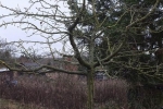 Kurs Obstsschnitt im Pfarrfeld am Seeheimer Blütenhang 16 10x13s