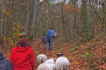 NABU-Schafe im Wald 1