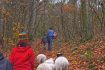NABU-Schafe im Wald 1