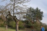 Steinkauzröhren-Kirschgarten-18-10x12s