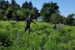 Bienenweide 3