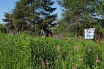 Bienenweide 4