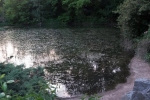 Bat-Night am Waldweiher 2