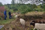 02-Einsatz-Bienenweide-Schäfer-05-10x13s