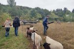 02-Einsatz-Bienenweide-Schäfer-06-10x13s