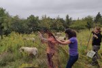 05-Einsatz-Bienenweide-Zaun-stellen-01-10x17s