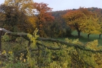 NABU-Grundstück Baumschnitt 08