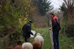 Schafdienst 4