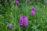 NABU-Grundstück - Pyramidenorchis 2 10x15s