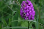 NABU-Grundstück - Pyramidenorchis 3 10x15s