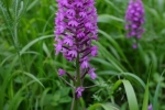 NABU-Grundstück - Pyramidenorchis 5 10x15s