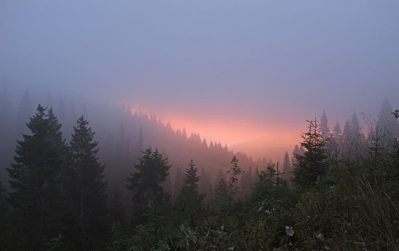 01 Morgenrot im Wald