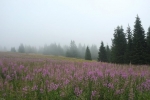 02 Wiese mit Schmalblättrigem Weidenröschen