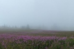 03 Wiese mit Schmalblättrigem Weidenröschens und Schäferhütte 1 10x50s
