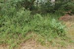 Monitoring-Eisengrube-05-Verbuschung-im-Randbereich-10x13s