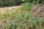 Monitoring-Eisengrube-06-Verbuschung-im-Randbereich-10x13s