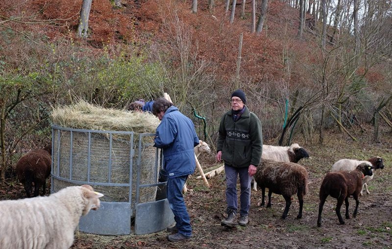 Schafe-auf-den-Etzwiesen-13-Heuballen-10x16s