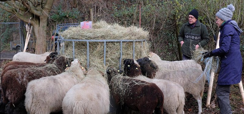 Schafe-auf-den-Etzwiesen-15-10x17s