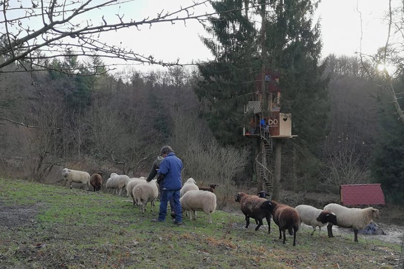 Schafe-auf-den-Etzwiesen-25-10x16s