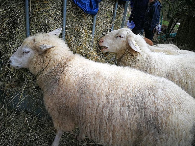 Schafe-auf-den-Etzwiesen-31-Heuballen-10x13s