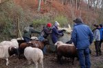 Schafe-auf-den-Etzwiesen-04-Heuballen-10x15s