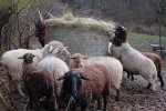 Schafe-auf-den-Etzwiesen-08-Heuballen-10x11s