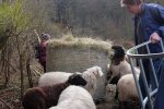 Schafe-auf-den-Etzwiesen-10-Heuballen-10x15s