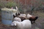 Schafe-auf-den-Etzwiesen-11-Heuballen-10x14s