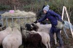 Schafe-auf-den-Etzwiesen-14-Heuballen-10x15s
