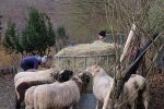 Schafe-auf-den-Etzwiesen-17-10x10s
