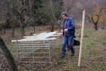 Schafe-auf-den-Etzwiesen-18-Stall-10x13s