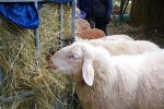 Schafe-auf-den-Etzwiesen-27-Heuballen-10x13s